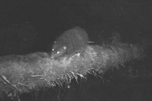 Скрытная крыса-гигант впервые попала на камеру в Папуа-Новой Гвинее