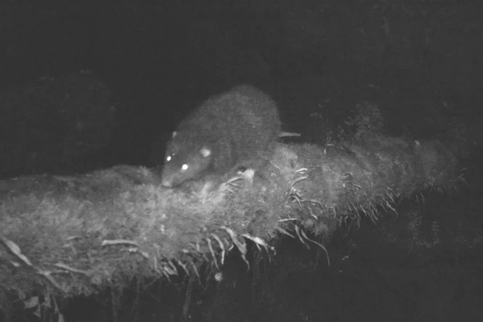 Скрытная крыса-гигант впервые попала на камеру в Папуа-Новой Гвинее