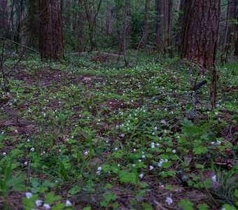 Заячья капуста