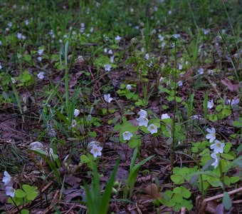 Заячья капуста