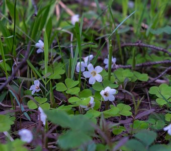Заячья капуста