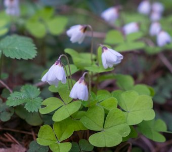 Заячья капуста