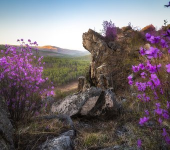 Рододендрон даурский