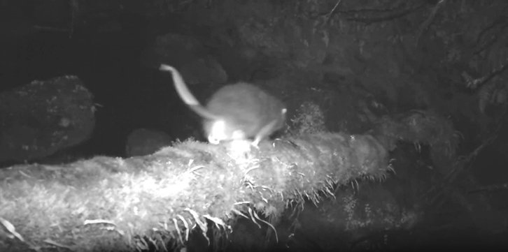 Фото: Vejmělka. F., Mammalia 2025