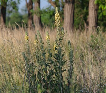 Коровяк шелконосный.
