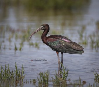 Необыкновенная.