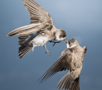 Береговая ласточка (Riparia riparia)