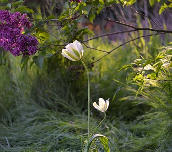 Цветущая весна.