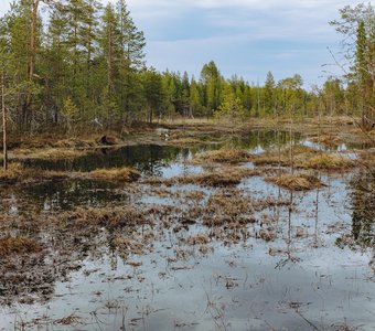 Пасмурный вечер на Колвицком болоте