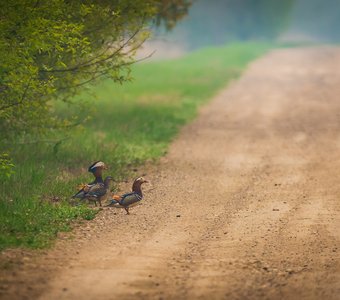 Автостоперы