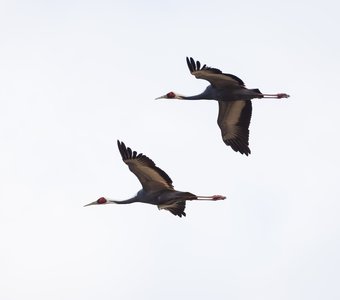 Даурские журавли в полёте