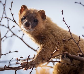 Сибирский колонок