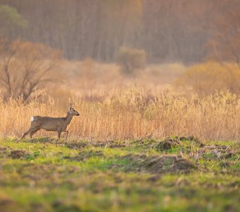 Тихим, майским вечером