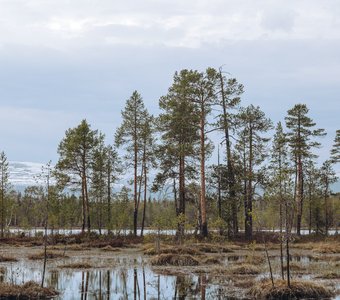 Пасмурный вечер на Колвицком болоте