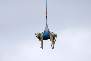 Корову эвакуировали вертолётом в Альпах: видео