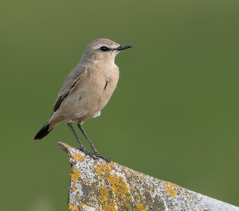 Портрет каменки-плясуньи