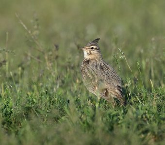 Хохлатый жаворонок