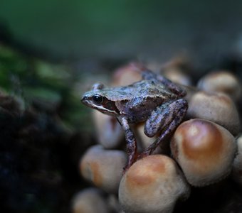 Поцелуи не предлагать.