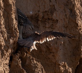 Завтрак, любимая