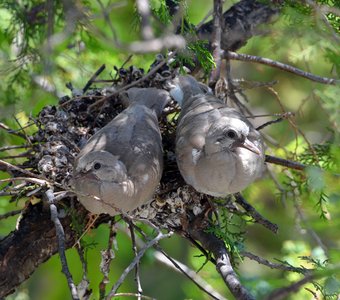 Двое из ларца