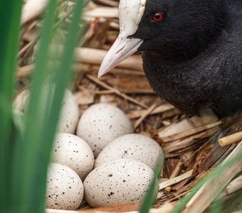 Портрет заслуженного птицевода промышленного инкубатора Валдайской птицефабрики Глафиры Карловны Лысенко
