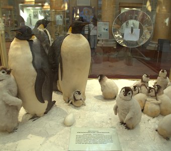 Музей Арктики и Антарктики, пингвины.