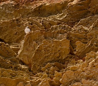 Сырное ассорти