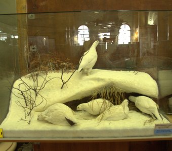 Музей Арктики и Антарктики, полярные птицы.