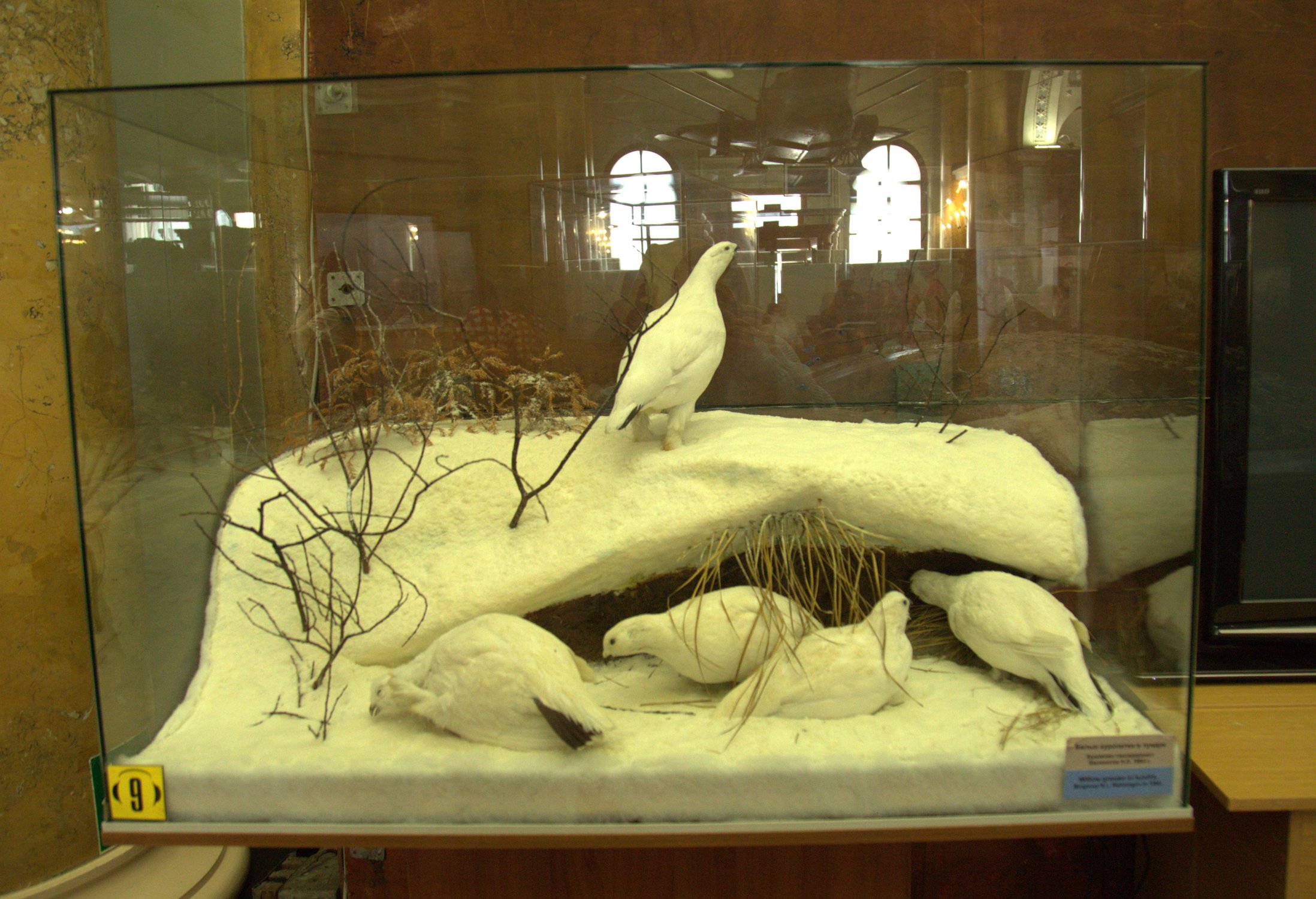 Музей Арктики и Антарктики, полярные птицы.