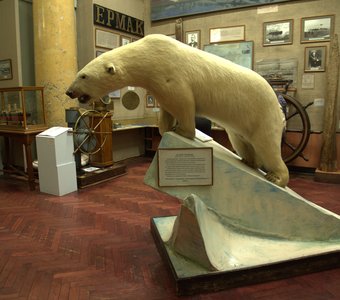 Музей Арктики и Антарктики, белый медведь.