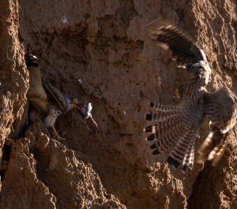 Завтрак, любимая