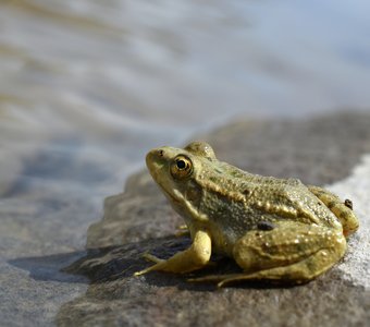 Крошка-лягушка