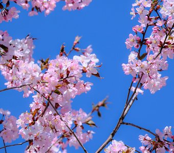 Вишня в цвету