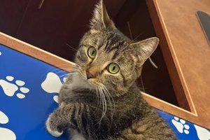 В Канаде спасли бездомную шестилапую кошку