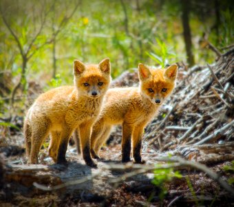 Двойной след