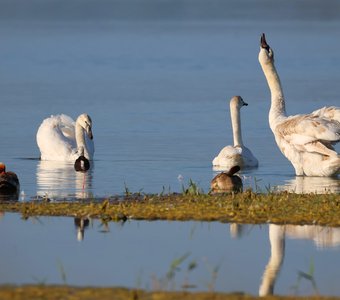 Лебеди