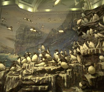 Музей Арктики и Антарктики, жители холодного континента