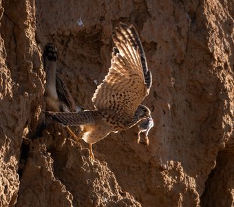 Завтрак, любимая