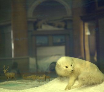 Музей Арктики и Антарктики, писец.