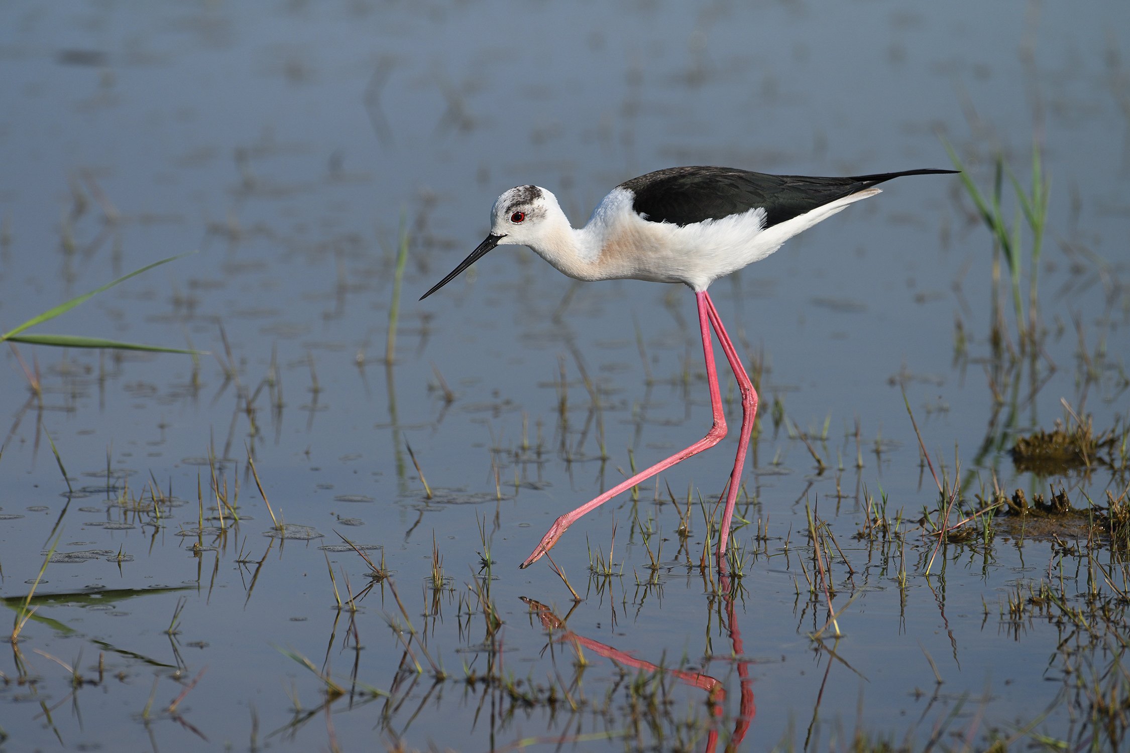 Изящная походка