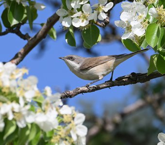 Славка-завирушка в весеннем цветении