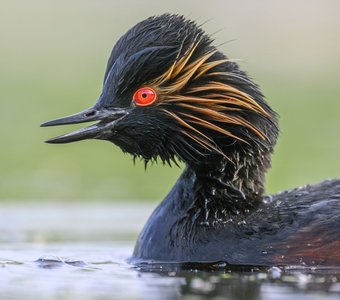 Хорошее настроение