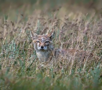 Житель степей