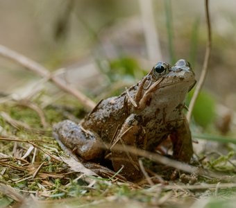 Травяная лягушка