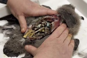 Птицы в Австралии похрустывают в руках: в них очень много пластика
