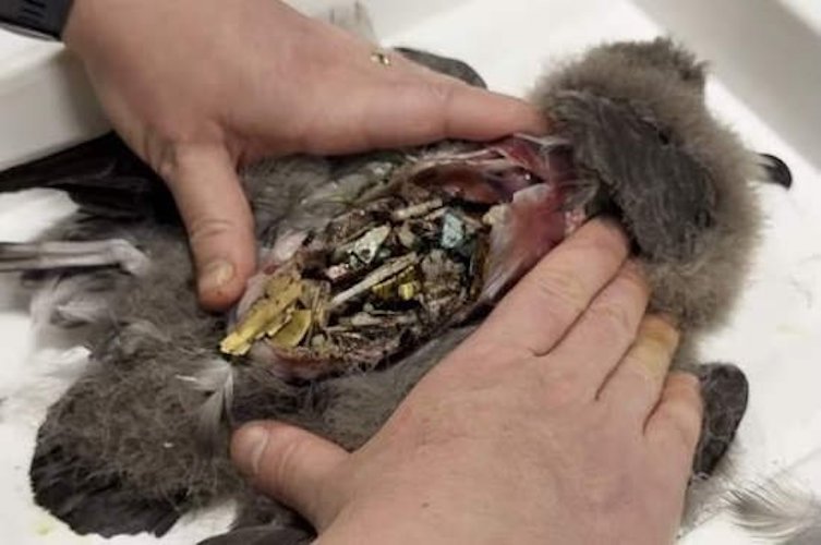 Птицы в Австралии похрустывают в руках: в них очень много пластика