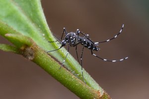 В России заметили комаров-переносчиков лихорадки чикунгунья