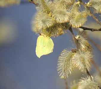 Цветение Ивы