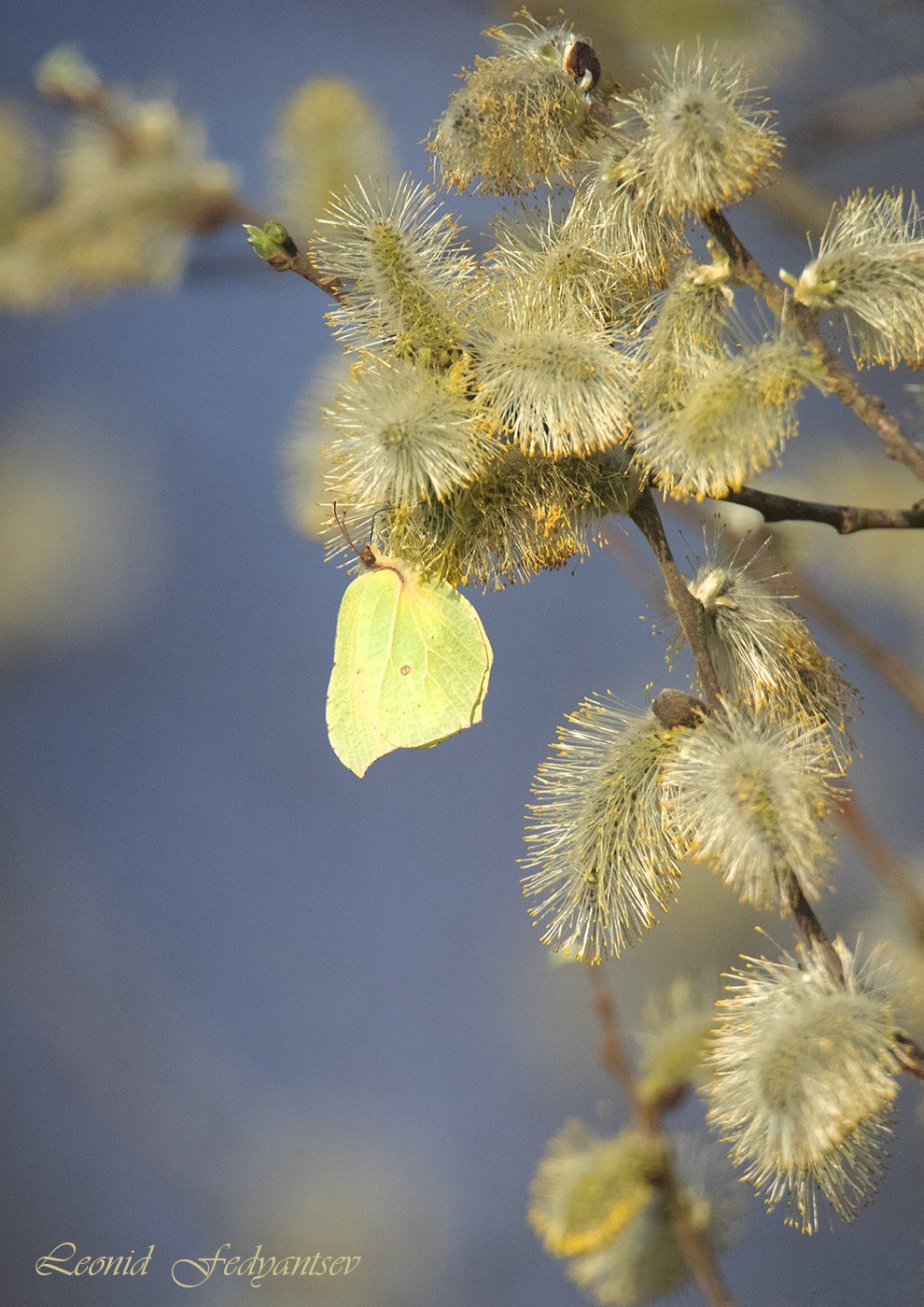 Цветение ивы