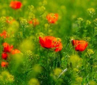 Майские фонарики